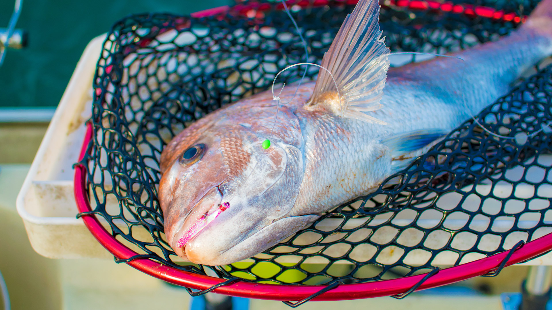Perth Snapper Western Austraila rigging up for snapper season snapper