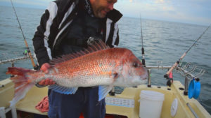 snapper fishing Tackle , snapper , snapper rig, fishing 