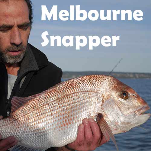How to tie a Snapper Rig  Port Phillip Bay ( DIY step by step guide ) 