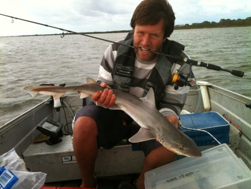 gummy sharks fishing