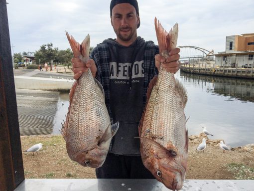 snapper, bay snapper fishing snapper fishing tackle , fishing rigs , snapper snatchers ,